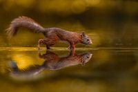 Golden Squirrel