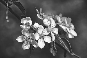 Kirschblüte