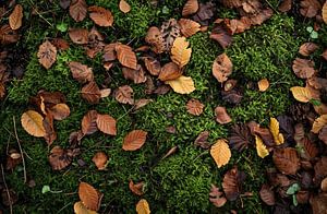 Spaziergang im Herbstwald