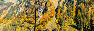 Bergwald