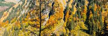 Mountain forest van Walter G. Allgöwer