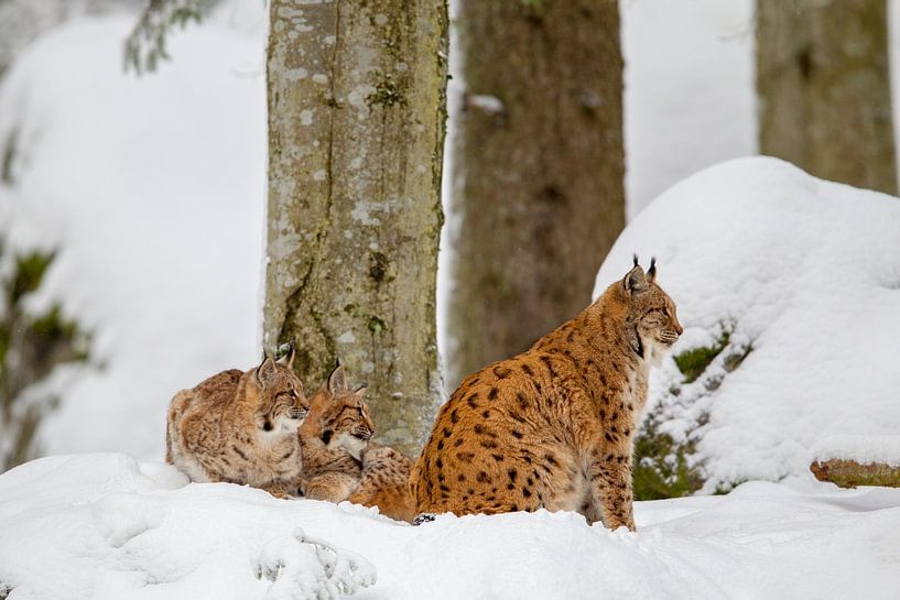 Lynxen (Lynx lynx) van Dirk Rüter