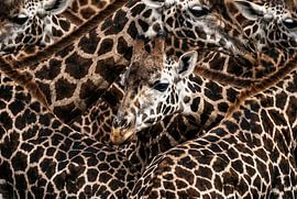 Nahaufnahme des Giraffenmusters