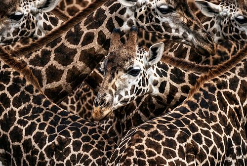 Giraffe Pattern Close-up