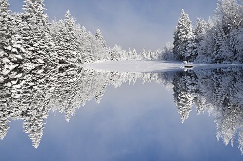 Eerste sneeuw op het bos