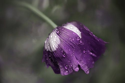Gouttes de pluie #05