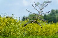 Rohrweihe Jagd Kunst des Fliegens