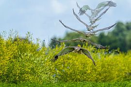 chasse au busard des marais art du vol