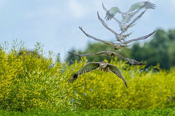 Bruine kiekendief jacht 'art of flight' van Hans Hut