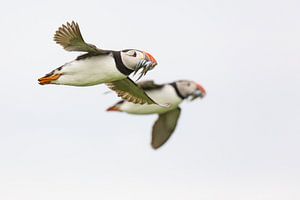 Birds - Puffins with fish in flight on the Farne Islands by Servan Ott