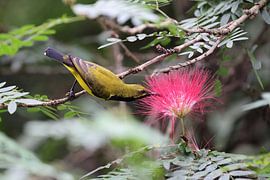 tuinzonnevogel (Cinnyris jugularis) Queensland, Australië