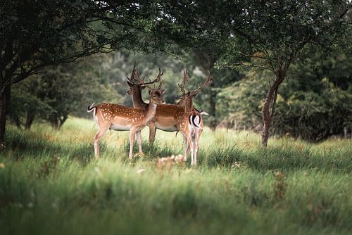 Groep herten (damhert) in het gras kijken rustig om zich heen