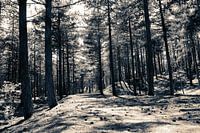 Wald Schoorl