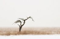 Einsamer Baum von Paul Arentsen Miniaturansicht