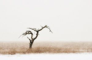 Eenzame boom van Paul Arentsen