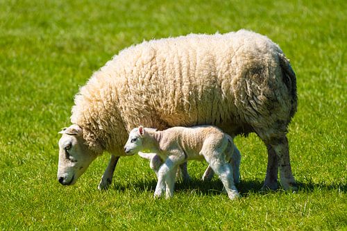 Ewe with lambs