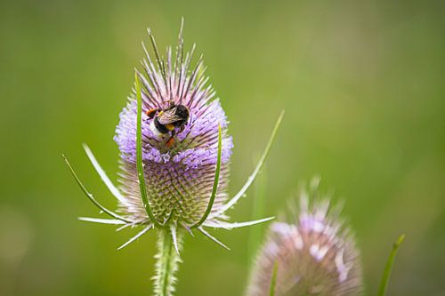 Eine Hummel auf einer wilden Distelpflanze