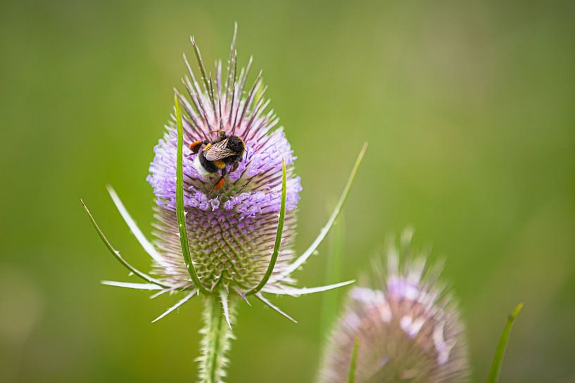 Een hommel op een wilde distel plant van JWB Fotografie
