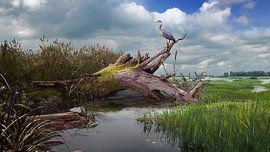 Reiher von Michiel van den Heuvel