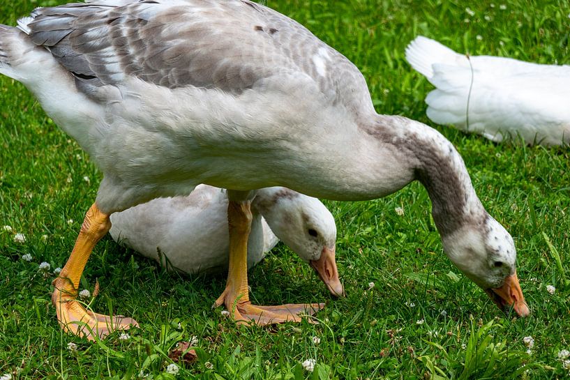 Jonge witte ganzen op een grasweide van Gerwin Schadl