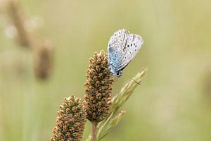Ikarus blau auf Blüte. (Schmetterling)