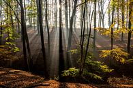 Sonnenstrahlen im Wald von Peter Schickert Miniaturansicht