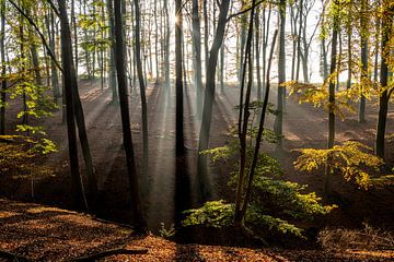 Zonnestralen in het bos van Peter Schickert