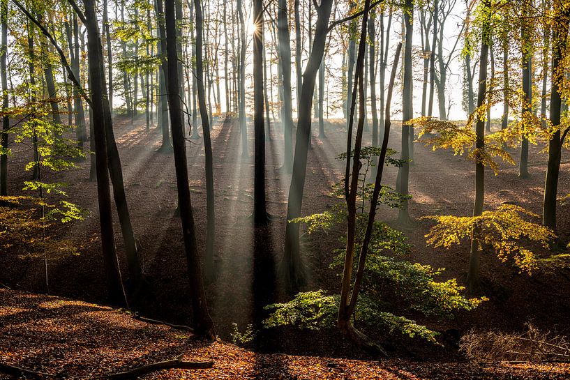 Sonnenstrahlen im Wald von Peter Schickert