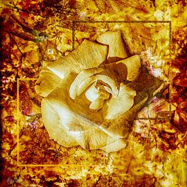 Die Rose im viereck von Helga Blanke