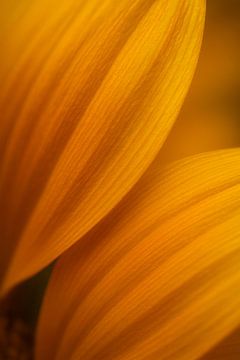 Macro van Zonnebloemblad van But First Framing