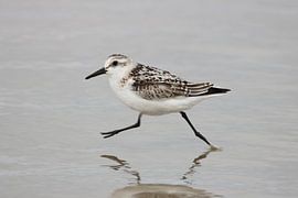 Drieteenstrandloper von Bjorn Alards