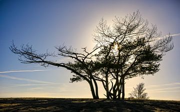 Silhouet in de Soester Duinen van Enfocado Fotografia