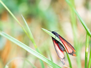 Saint-Jacques-Schmetterling von Diane van Veen