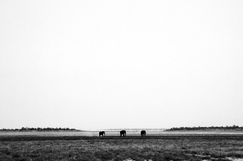 Drie olifanten op pad op de savanne in afrika van Discover Dutch Nature