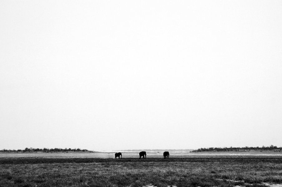 Drie olifanten op pad op de savanne in afrika