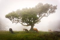 Sprookjesachtig Fanal Forest, Madeira