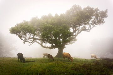 Sprookjesachtig Fanal Forest, Madeira van Luc van der Krabben