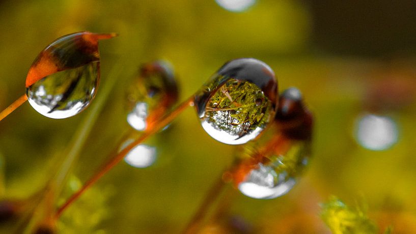 Drops by Natasja Martijn