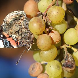 amiral sur Matthias Brix
