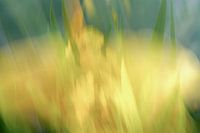Gouden glimlach; abstracte fotokunst gele lis