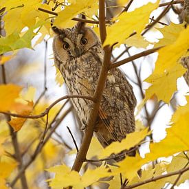 Ransuil (Long-eared owl) sur Jan Katsman