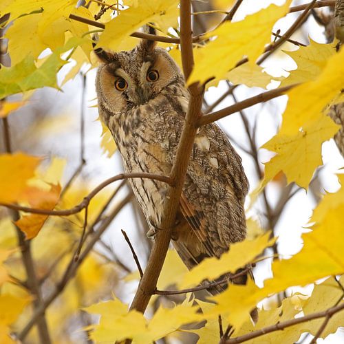 Ransuil (Long-eared owl) by Jan Katsman