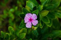 Rosa Sägepalme