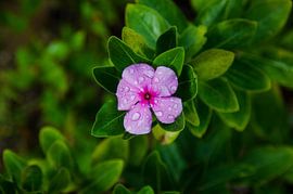 Pink Saw Palmetto by Eigen Wijze Zweden