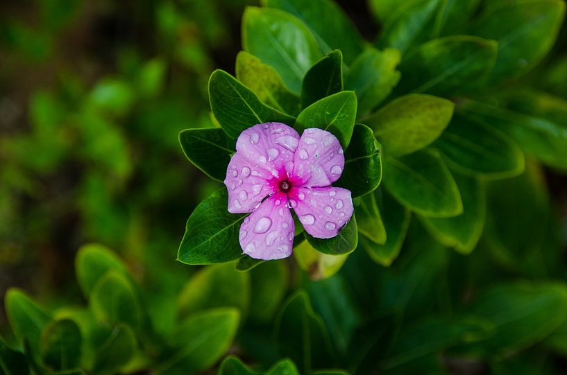 Palmier nain rose par Eigen Wijze Zweden