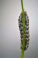 konniginnenpage caterpillar