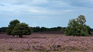 Einige Bäume in der Ermelo-Heide