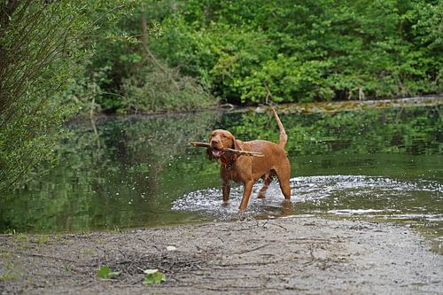 Waterspelletjes aan het meer met een bruine Magyar Vizsla draadhaar.