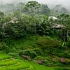 Mountain village with rice fields in Pu Luong (part 3 triptych) by Ellis Peeters