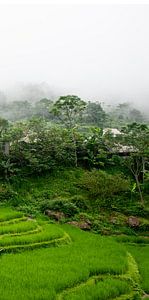 Bergdorf mit Reisfeldern in Pu Luong (Teil 3 Triptychon)